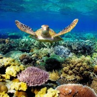 Vích Hay Rùa Biển Côn Đảo