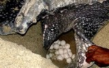 Watch Sea Turtles Laying Eggs