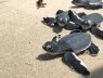 Xem Thả Rùa Con Về Biển Tại Hòn Bảy Cạnh, Côn Đảo