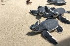 Xem Thả Rùa Con Về Biển Tại Hòn Bảy Cạnh, Côn Đảo